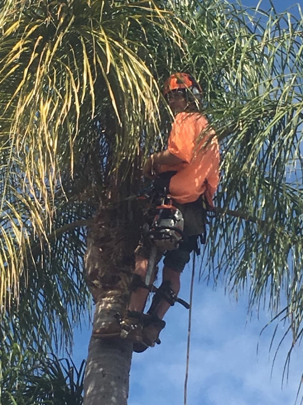 A climber roped to a palm trunk directly below the fronds