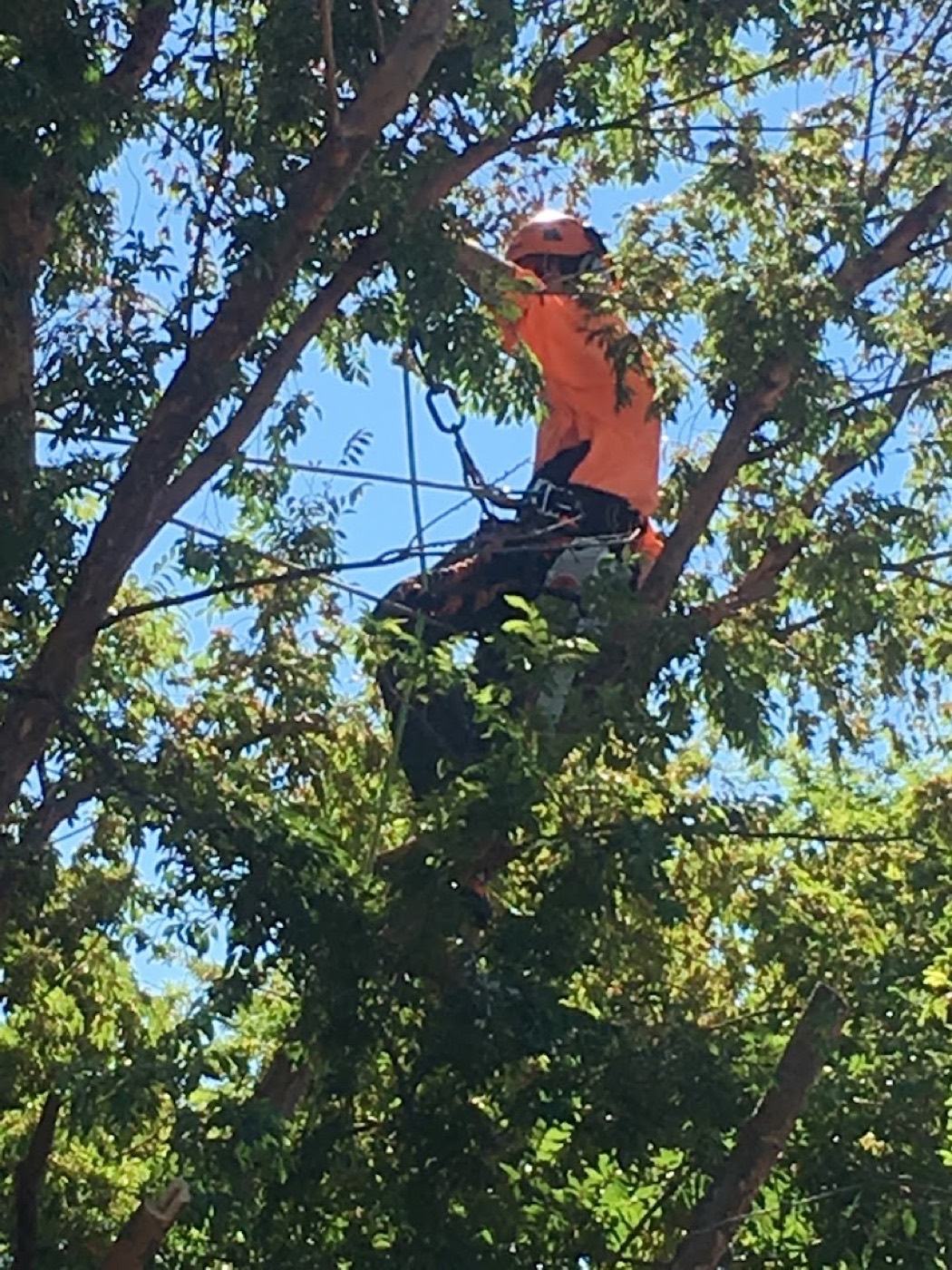 A climber in hi-vis orange reaching into a leafy canopy to cut a branch