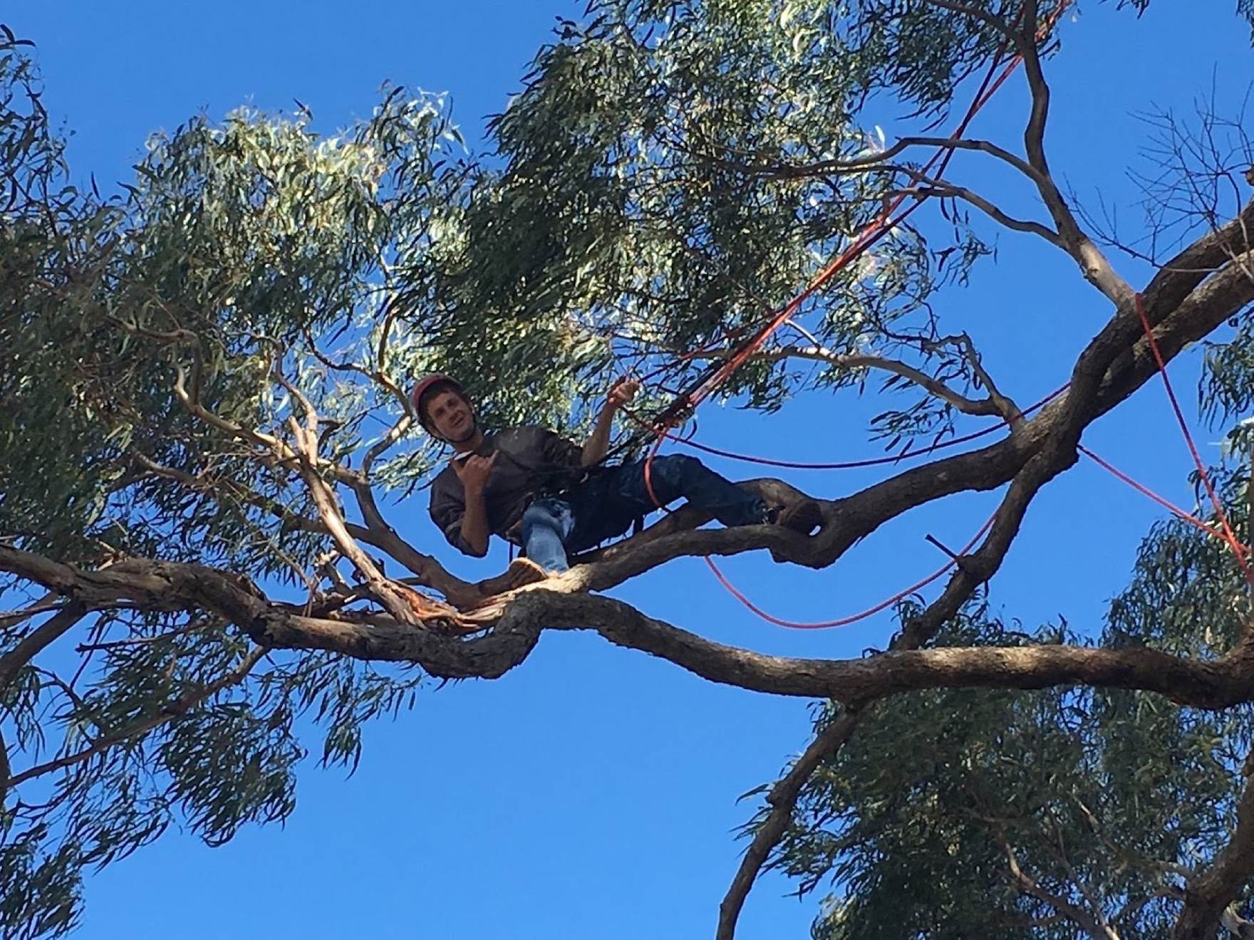 Luke sitting on a gum limb with climbing ropes running around him