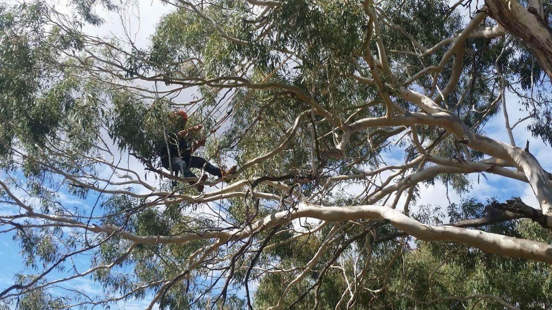 A climber out on a long gum branch high above the ground