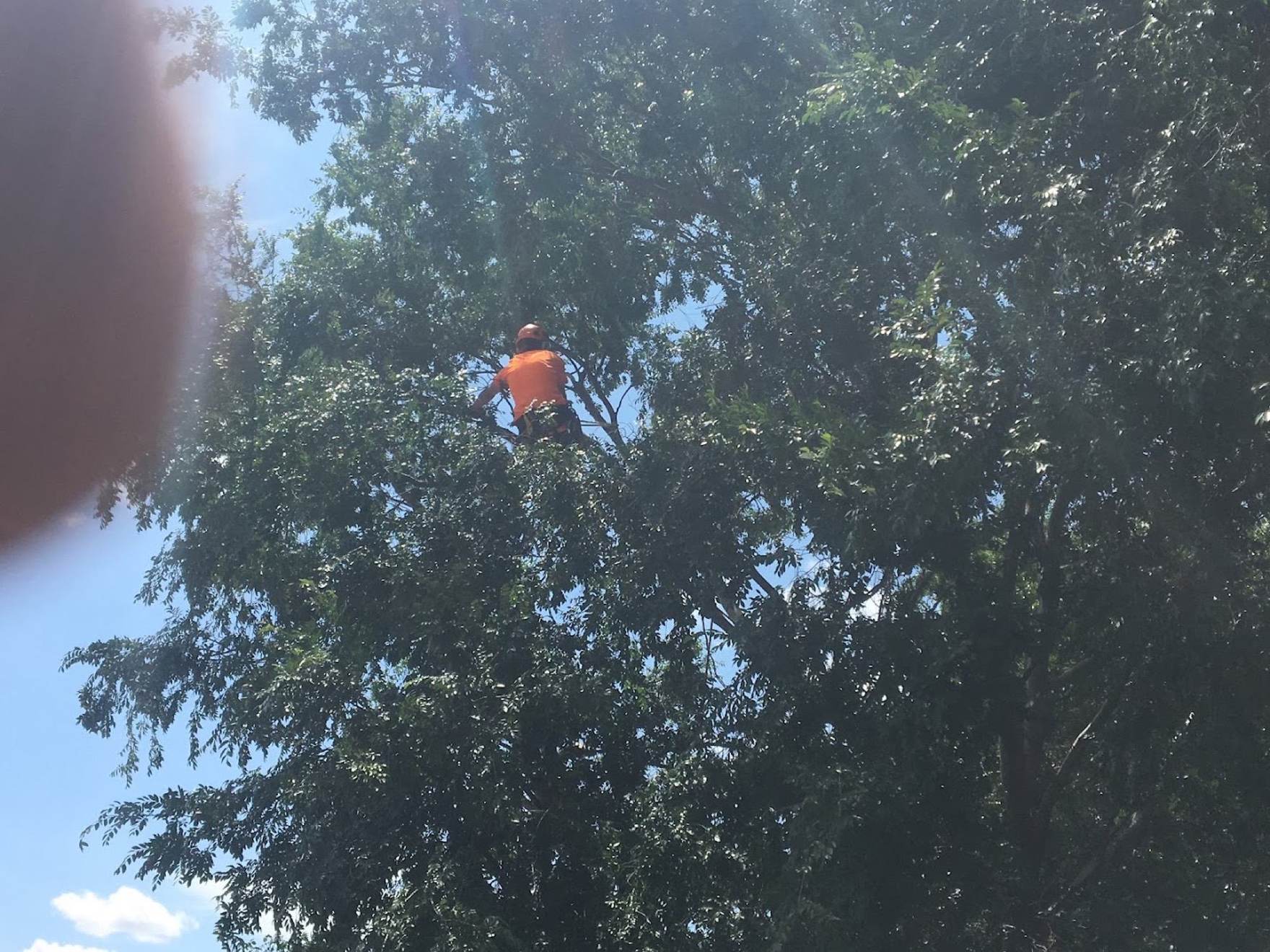 A climber in the upper canopy of a leafy tree in bright sun