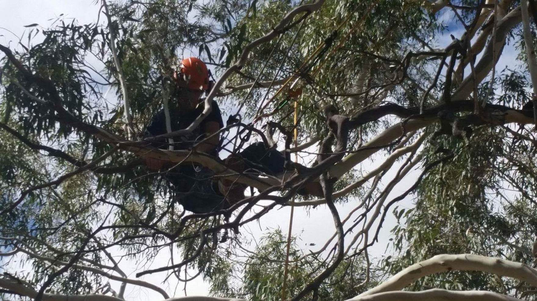 A climber balanced out on a heavy gum limb with a saw
