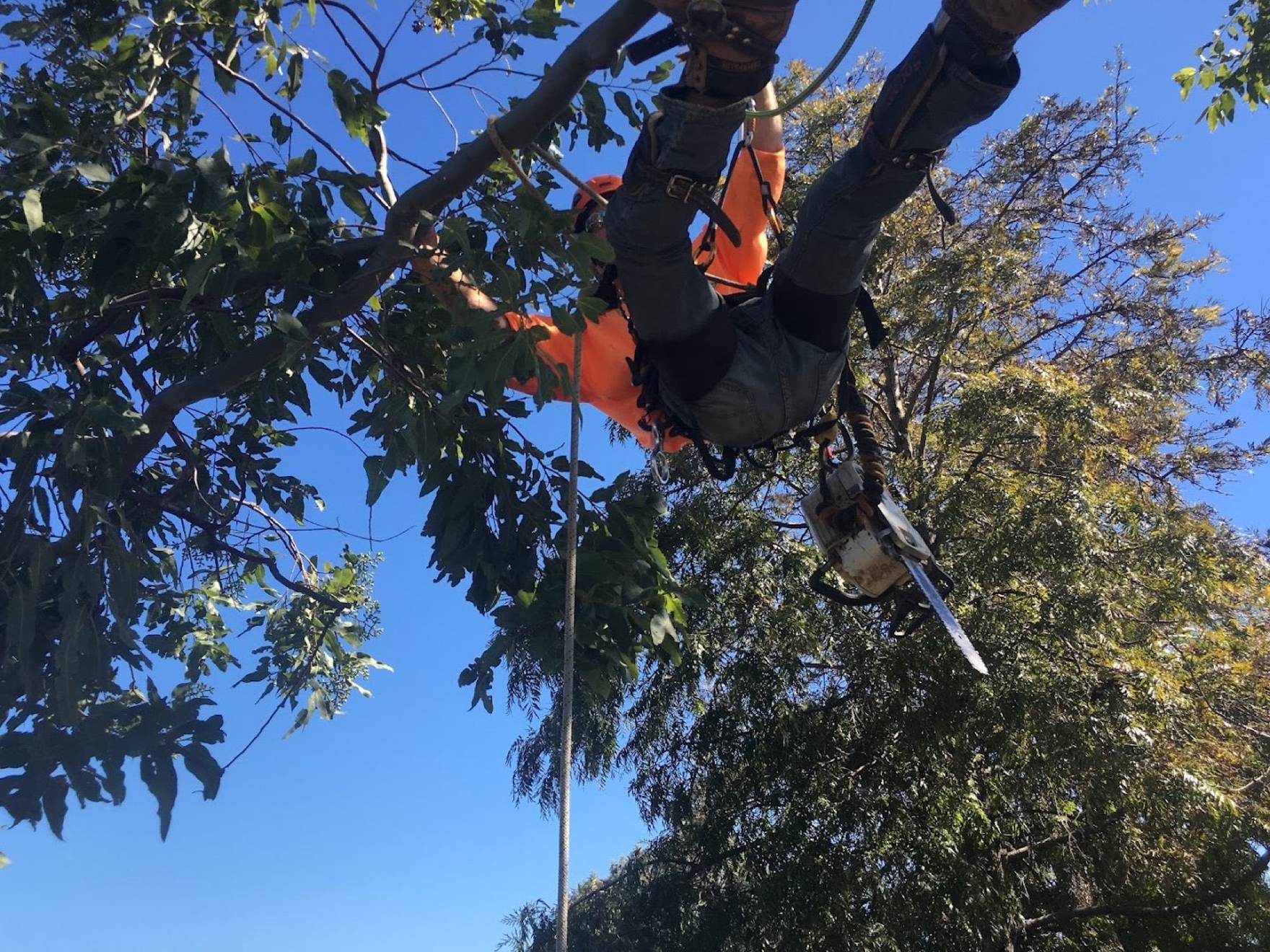 A climber suspended beneath a gum limb with a chainsaw in one hand