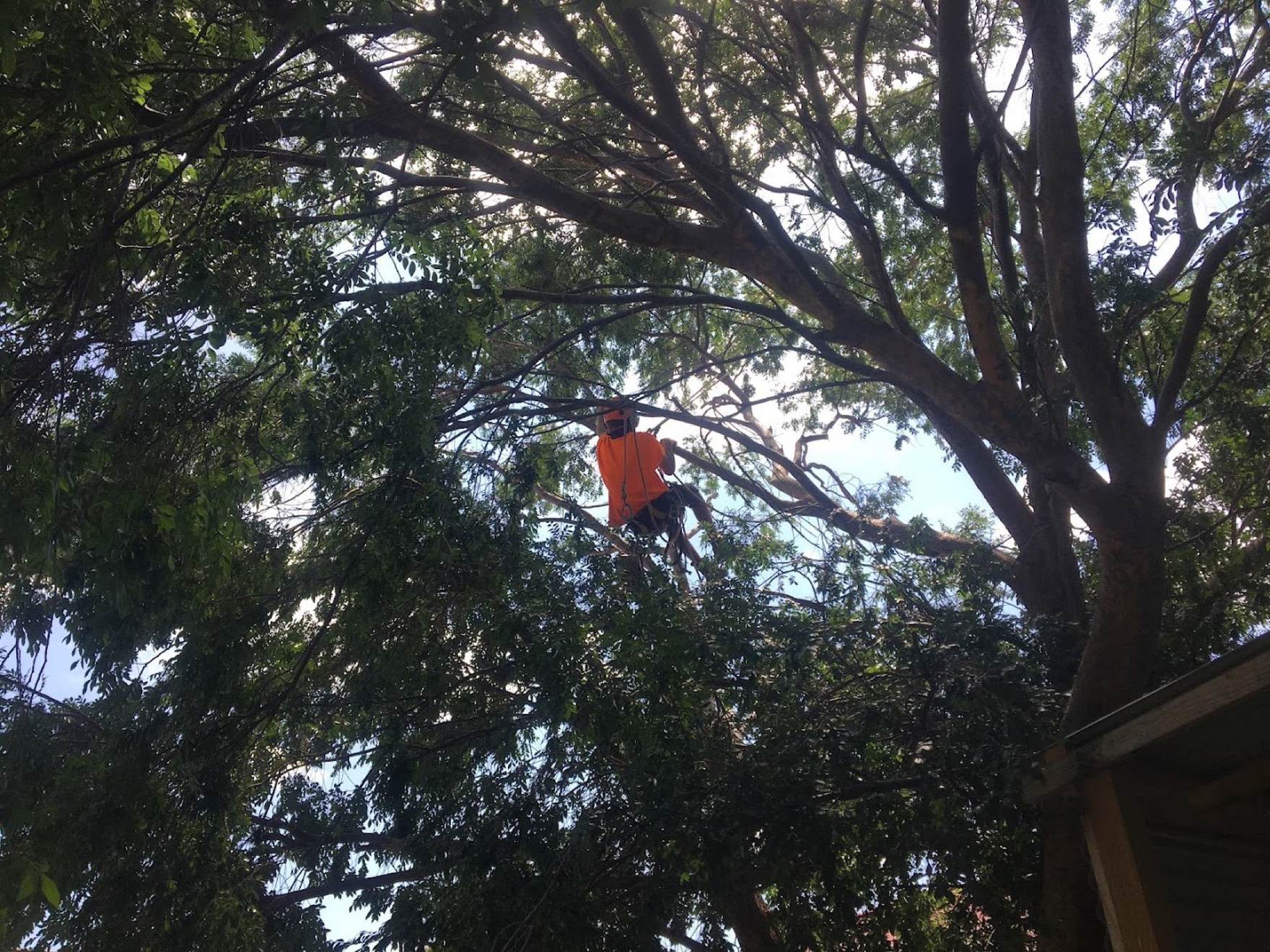 A climber part-way up a big gum with rope lines running through the canopy
