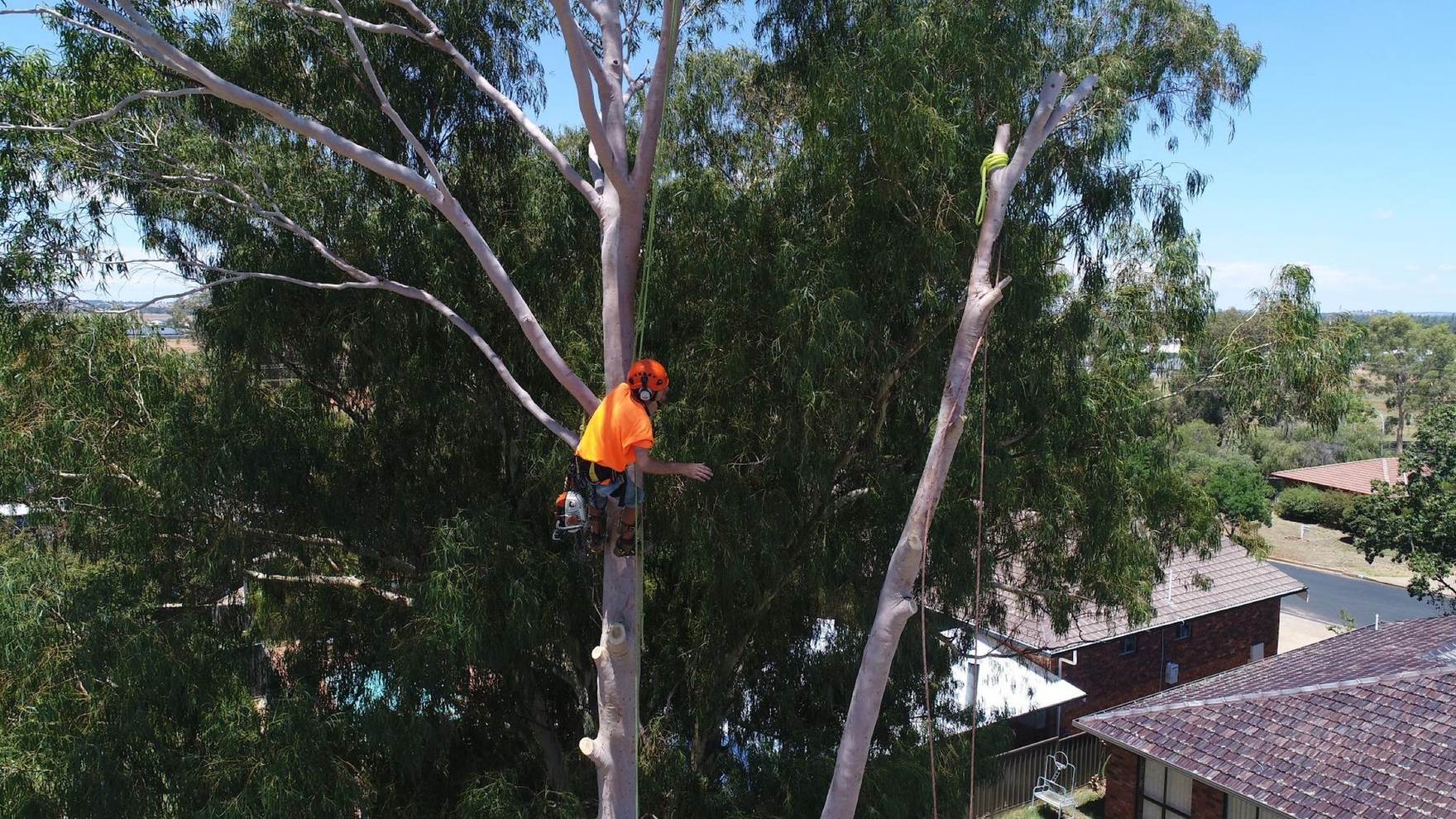 An arborist in hi-vis orange working part-way up a tall gum above a brick home