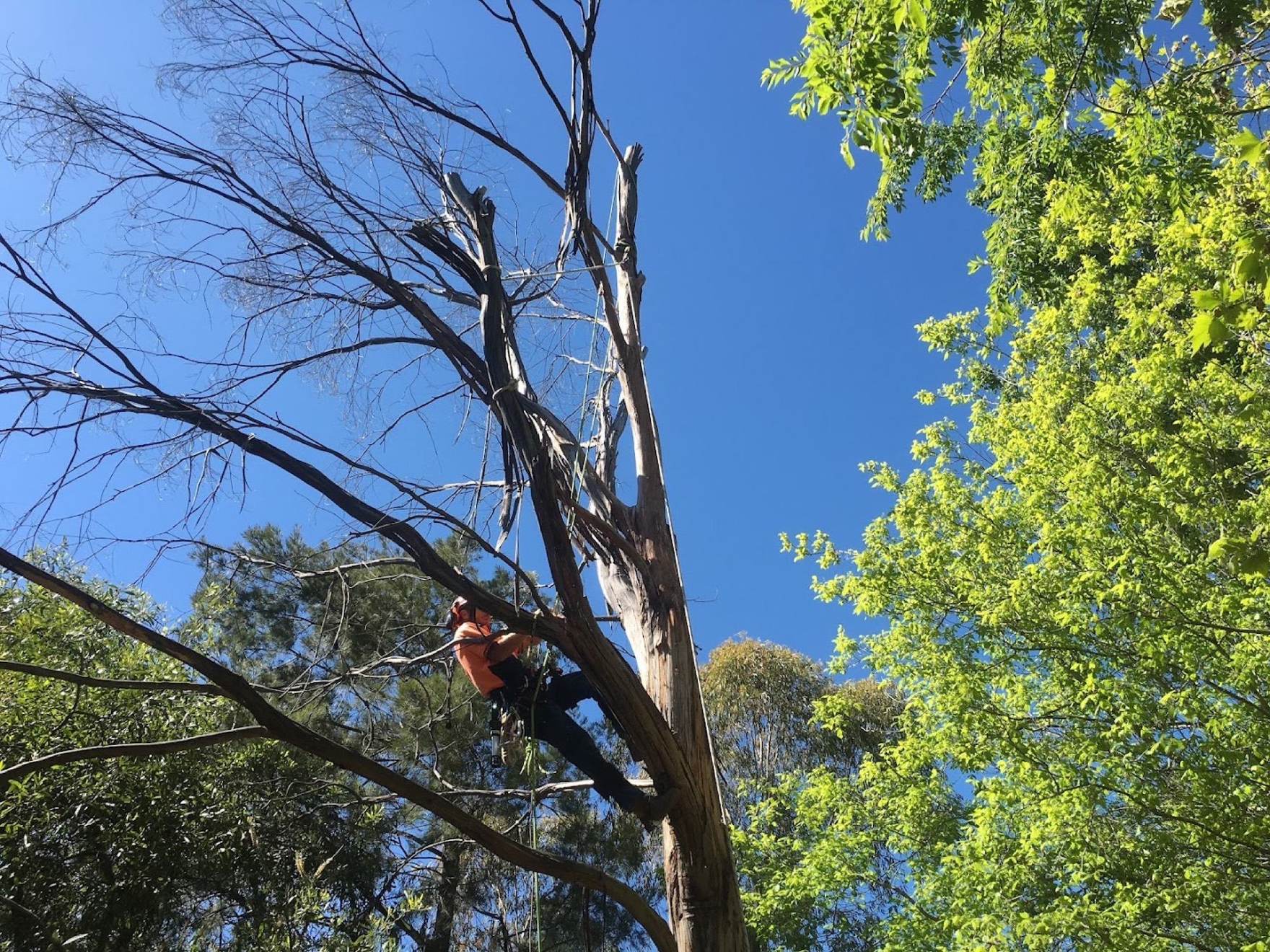 A dead gum being taken down in sections beside a leafy green tree