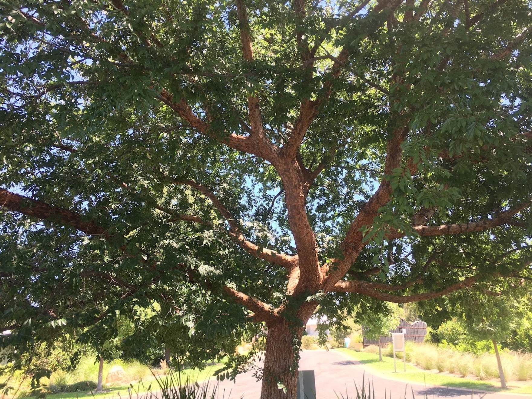 A big spreading shade tree with a heavy low branch beside a driveway