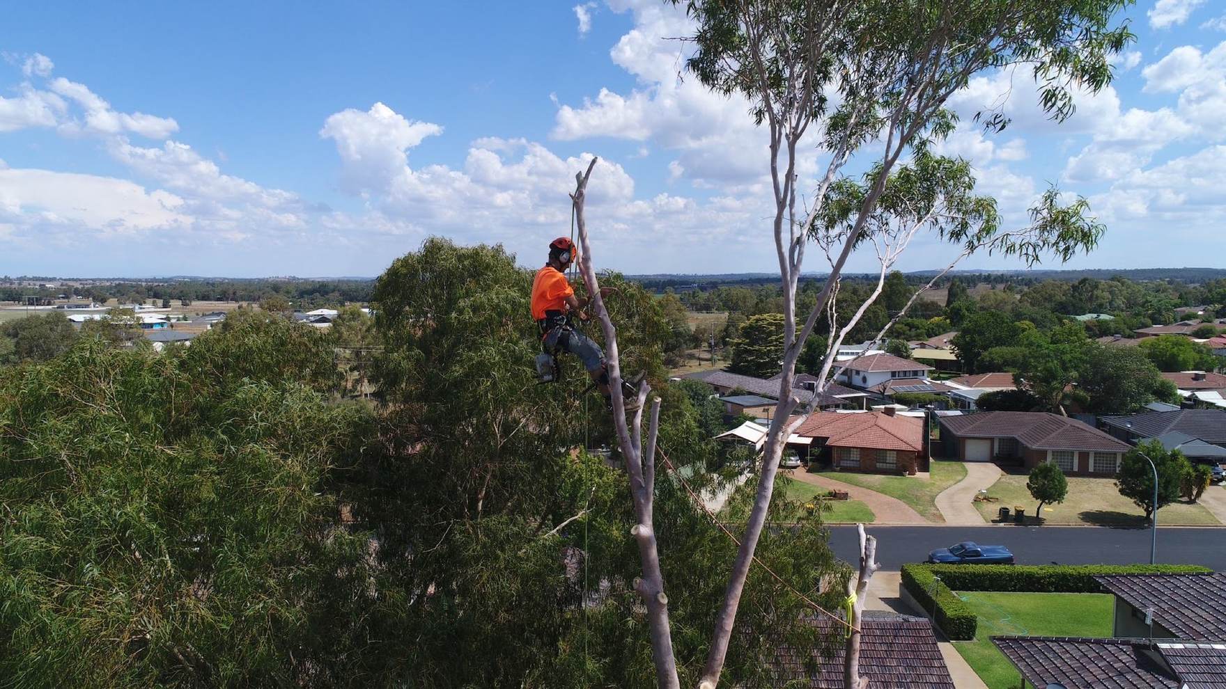 Luke roped in at the top of a stripped gum with Dubbo rooftops and open country behind him