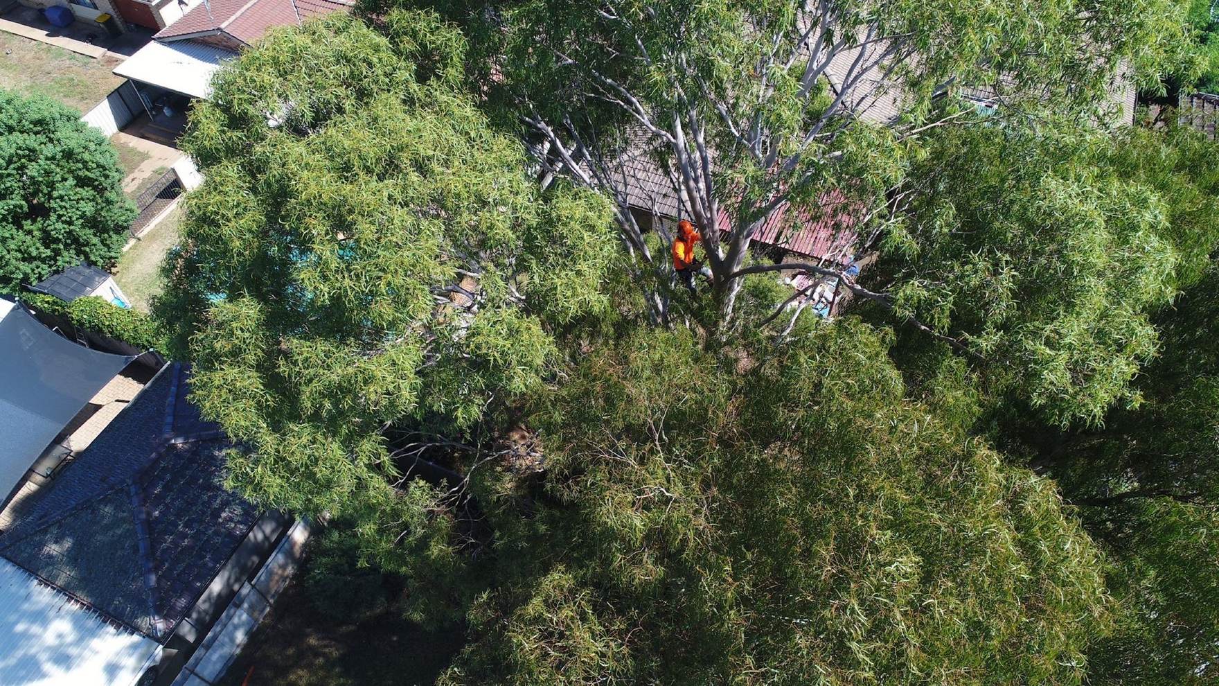 An aerial view over a large backyard tree with a climber in the upper canopy