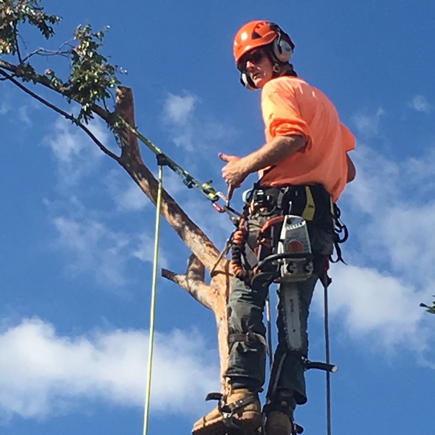 Luke standing on a cut trunk in hi-vis orange and a climbing harness