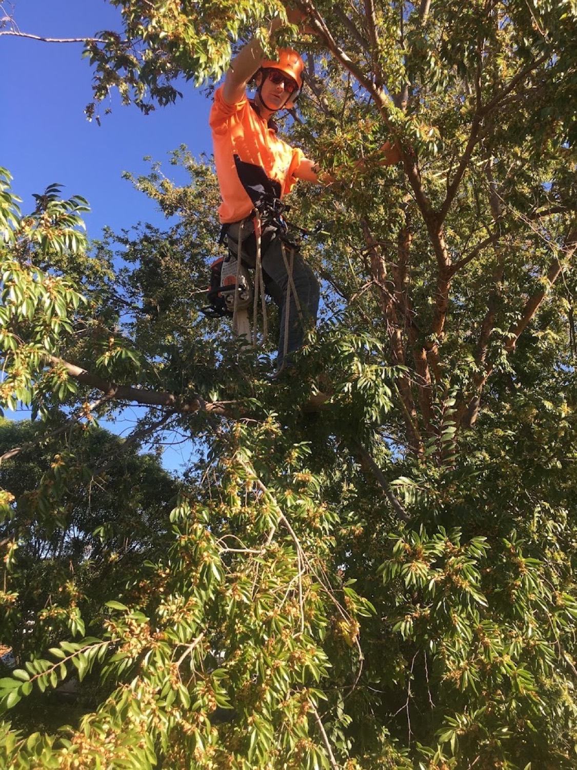 Luke high in a leafy canopy with a chainsaw clipped to his harness
