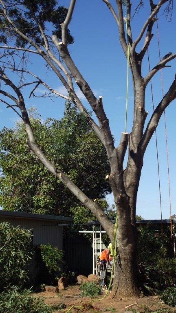A large tree with rigging lines running down to gear stacked on the ground