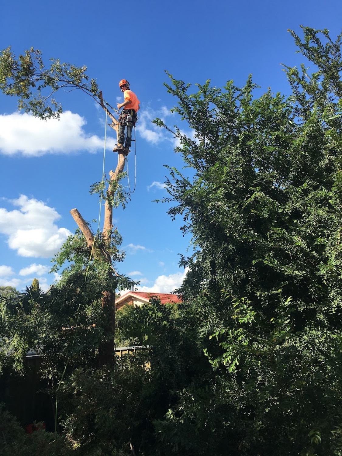 A climber at the top of a stripped trunk beside a house with a red tile roof