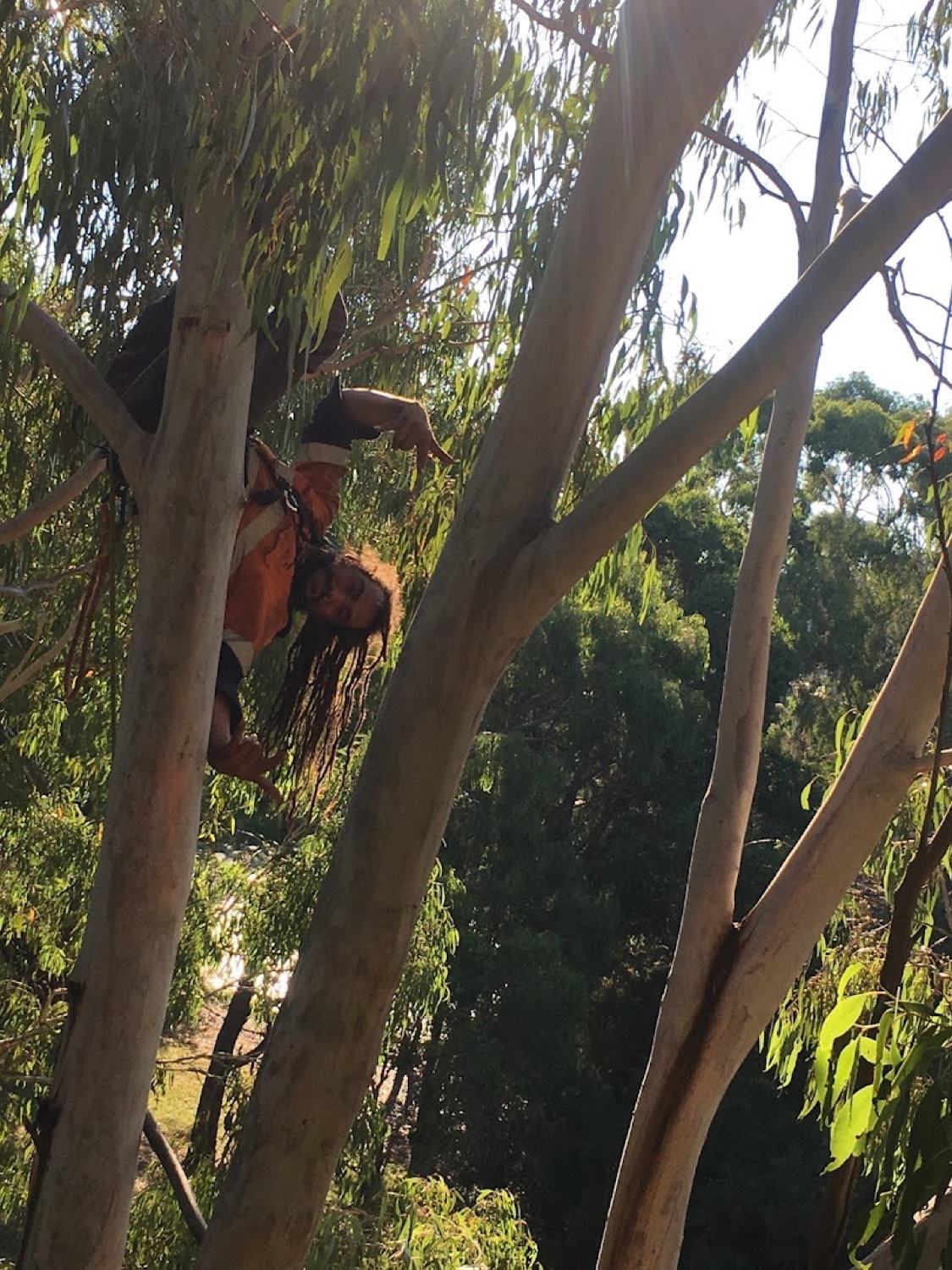 A climber in the fork of a large gum with a chainsaw