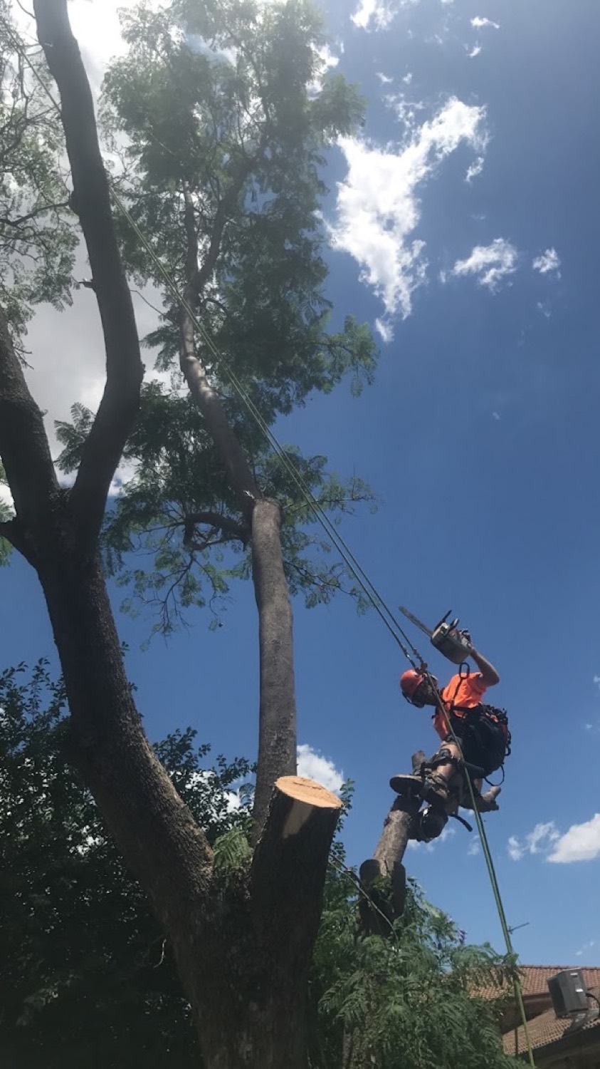 A climber on a rope beside a freshly cut trunk with a chainsaw