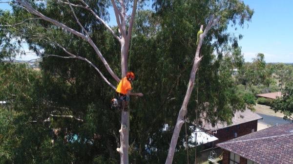 An arborist part-way up a tall gum beside a brick and tile home