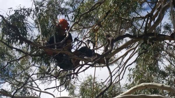 A climber balanced on a heavy gum limb with a saw
