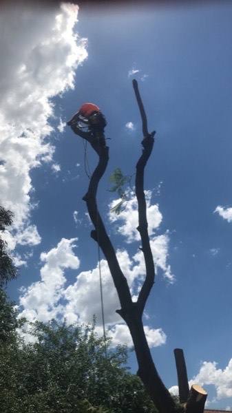 A stripped forked trunk standing against a bank of white cloud