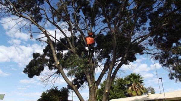 A climber high in a bare-limbed tree above a suburban yard