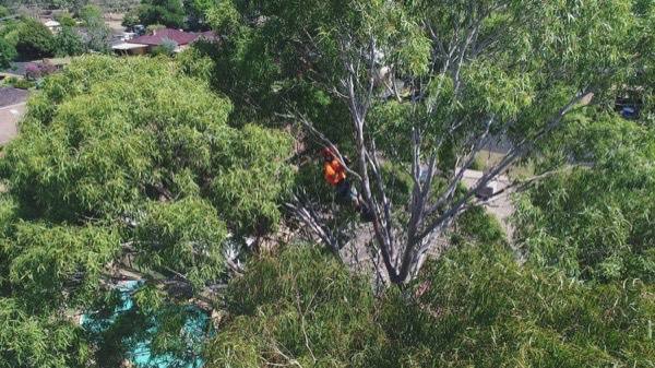 Looking down on a gum canopy with a climber among the branches
