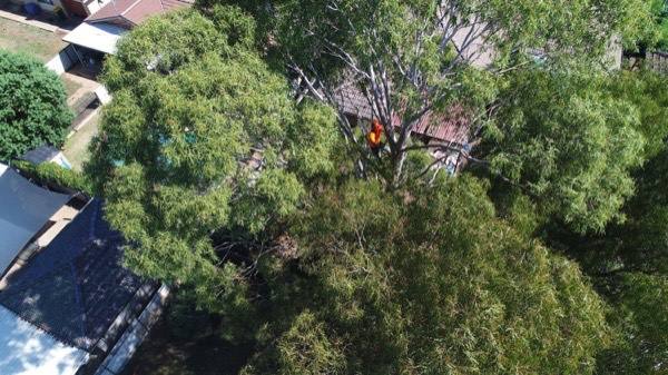 An aerial view over a large backyard tree with a climber in the canopy