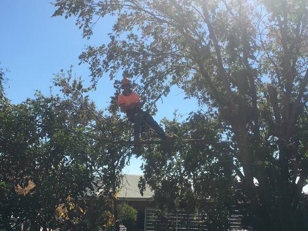 A climber standing on a high branch above the roof of a house