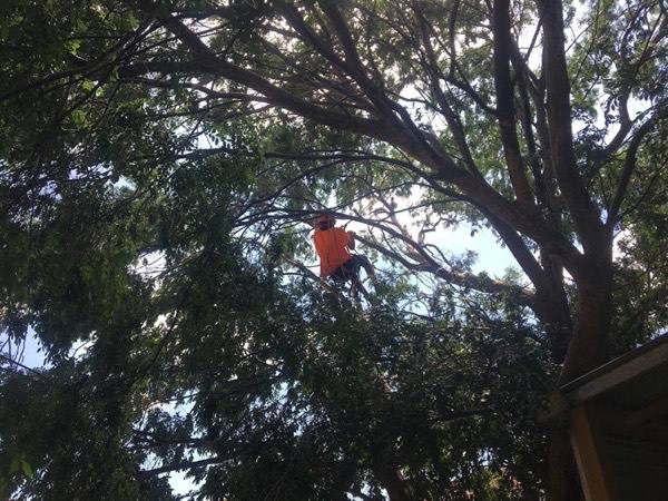A climber part-way up a big gum with rope lines through the canopy