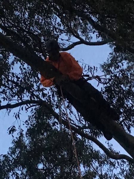 A climber in hi-vis orange resting on a limb in a dense canopy