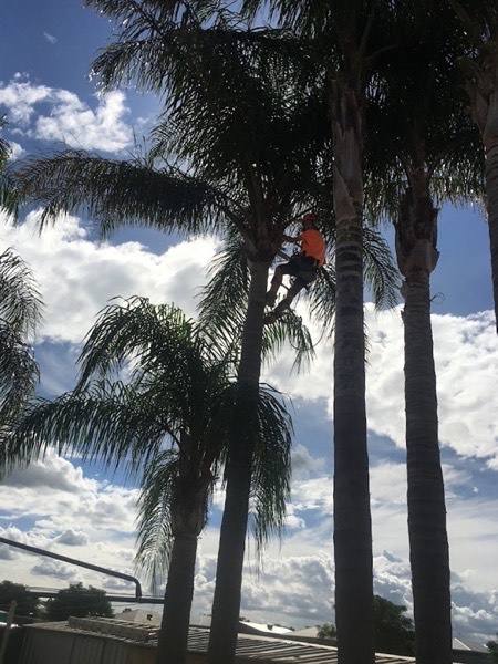 Three tall palms with a climber roped to the middle trunk
