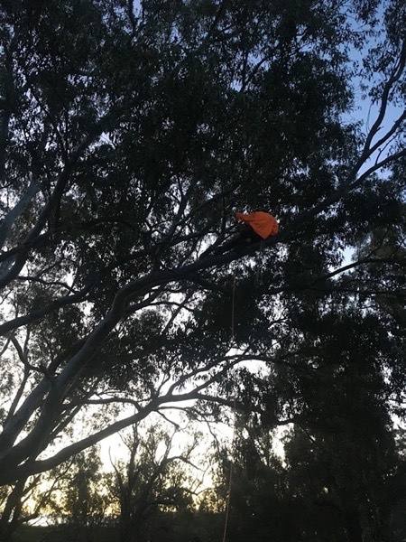 A climber in the upper branches of a gum with the sun behind