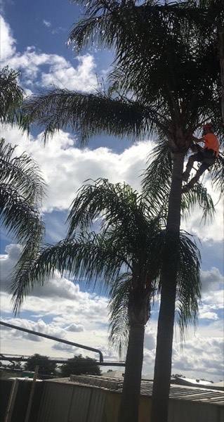 A climber roped into a tall palm with cloud behind