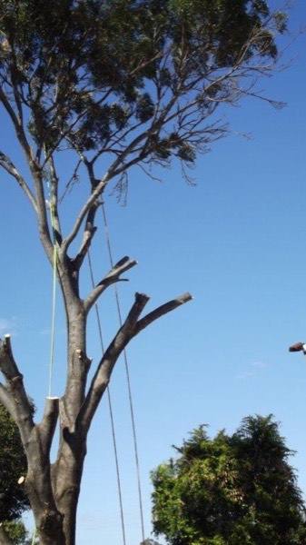 A stripped tree with ropes running down to the ground