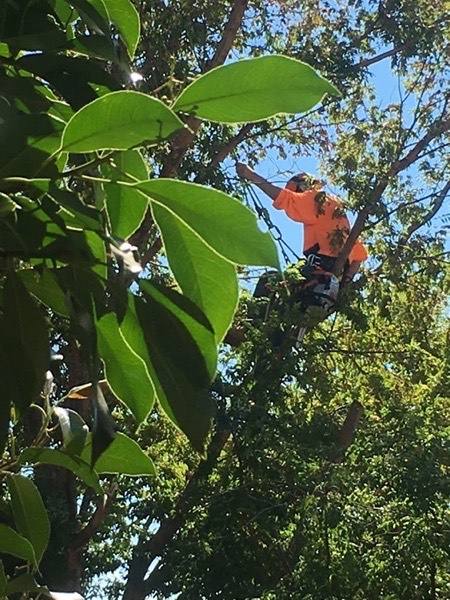 A climber among broad green leaves in a dense canopy