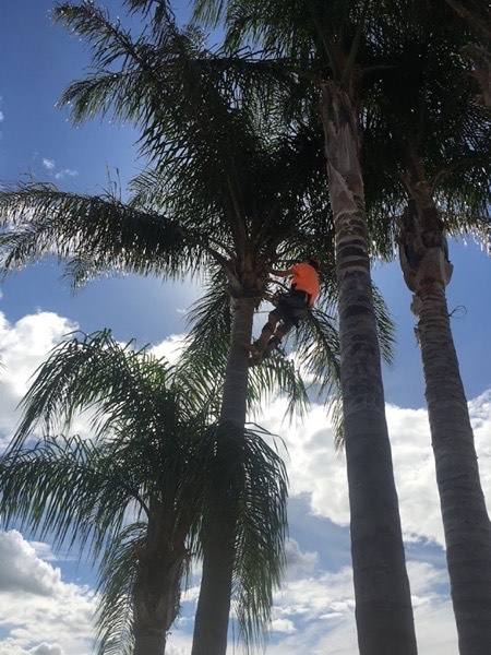 A group of tall palms with a climber working near the crown