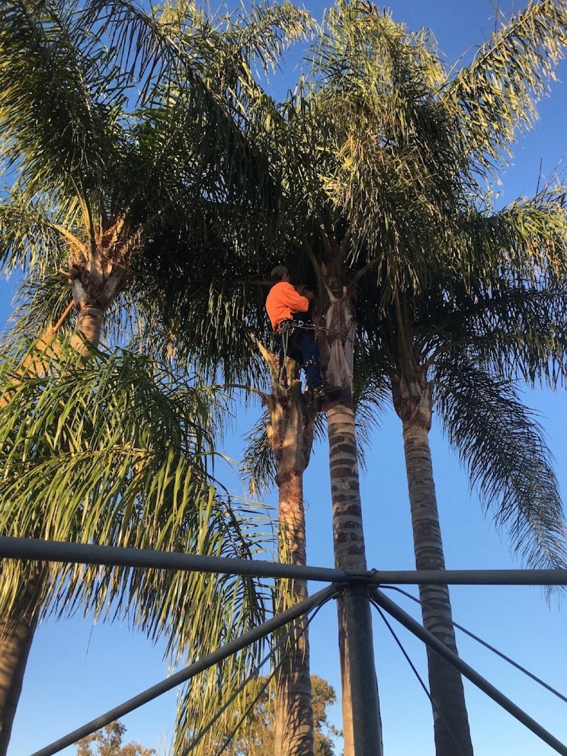 A climber part-way up a palm trunk among a row of palms