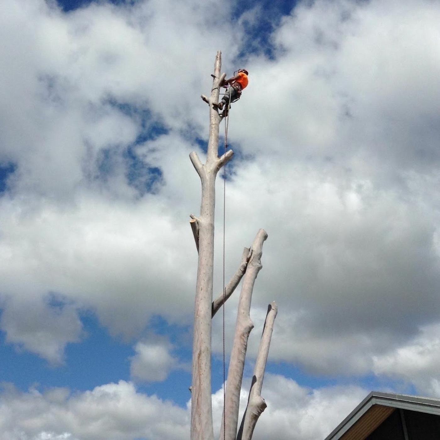 A bare trunk left standing with a climber at the very top