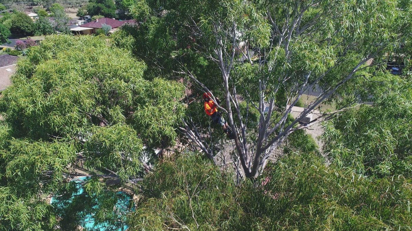 Looking down on a gum canopy with a climber working among the branches