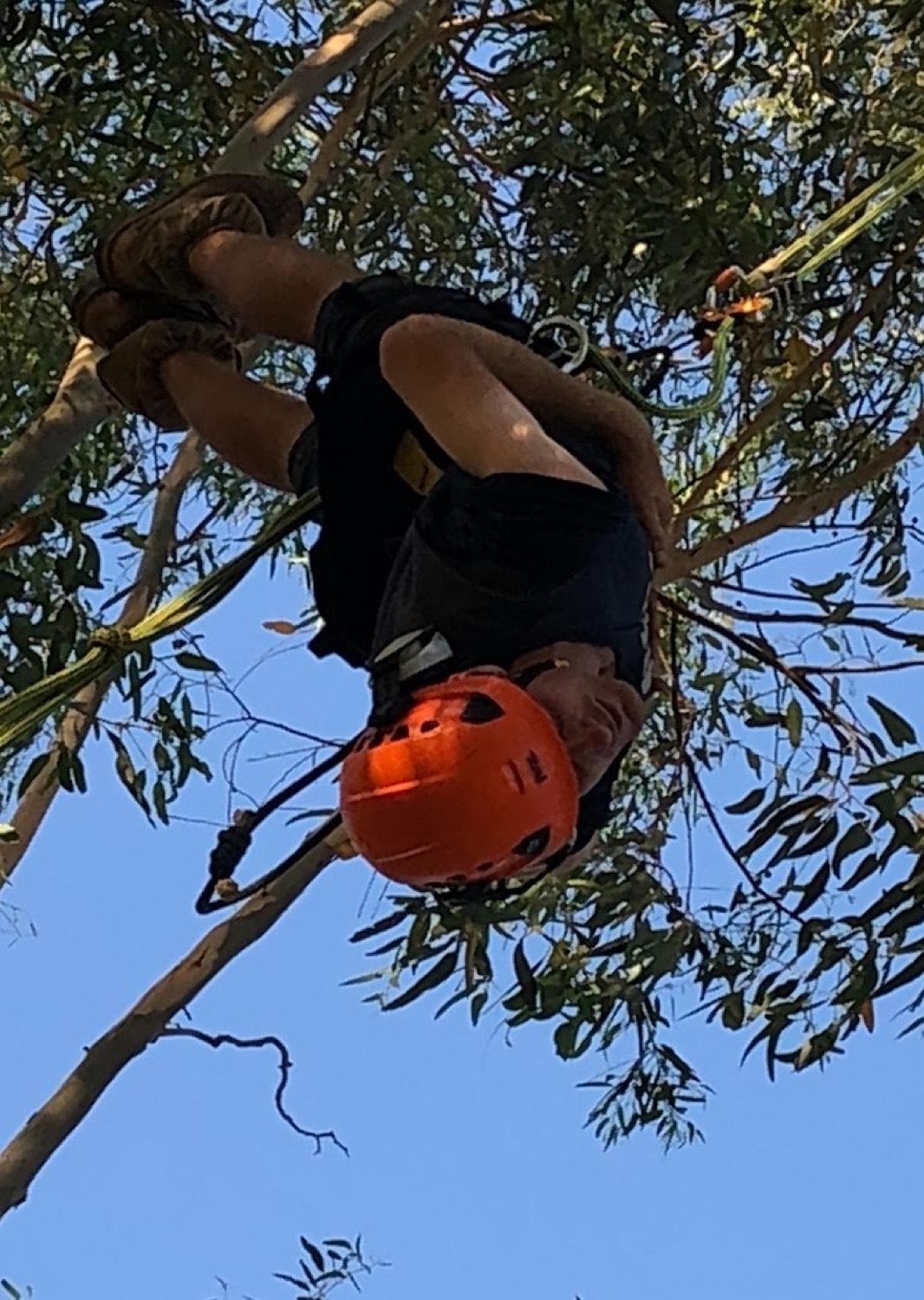 A climber's boots and helmet seen from directly below in a gum canopy